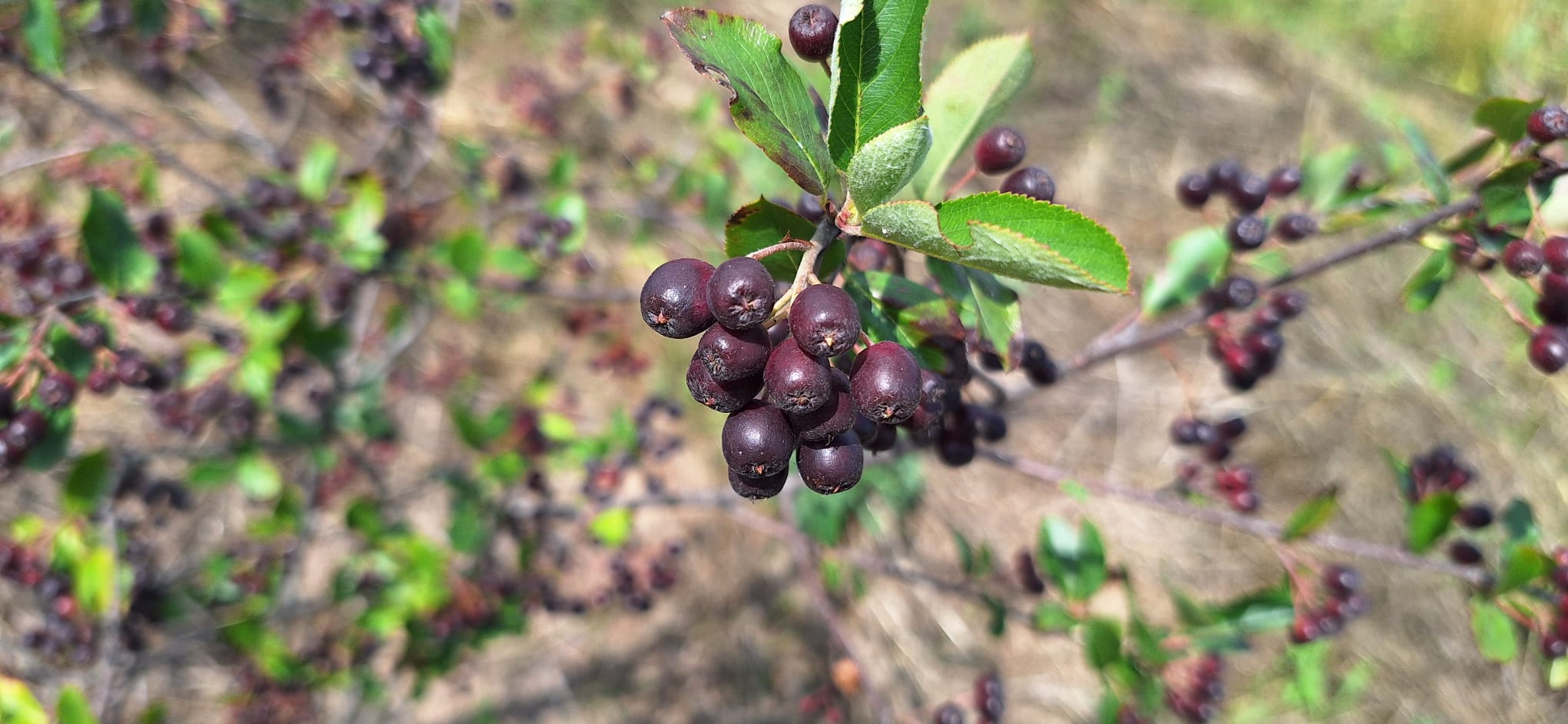 Fructe de Aronia ecologice