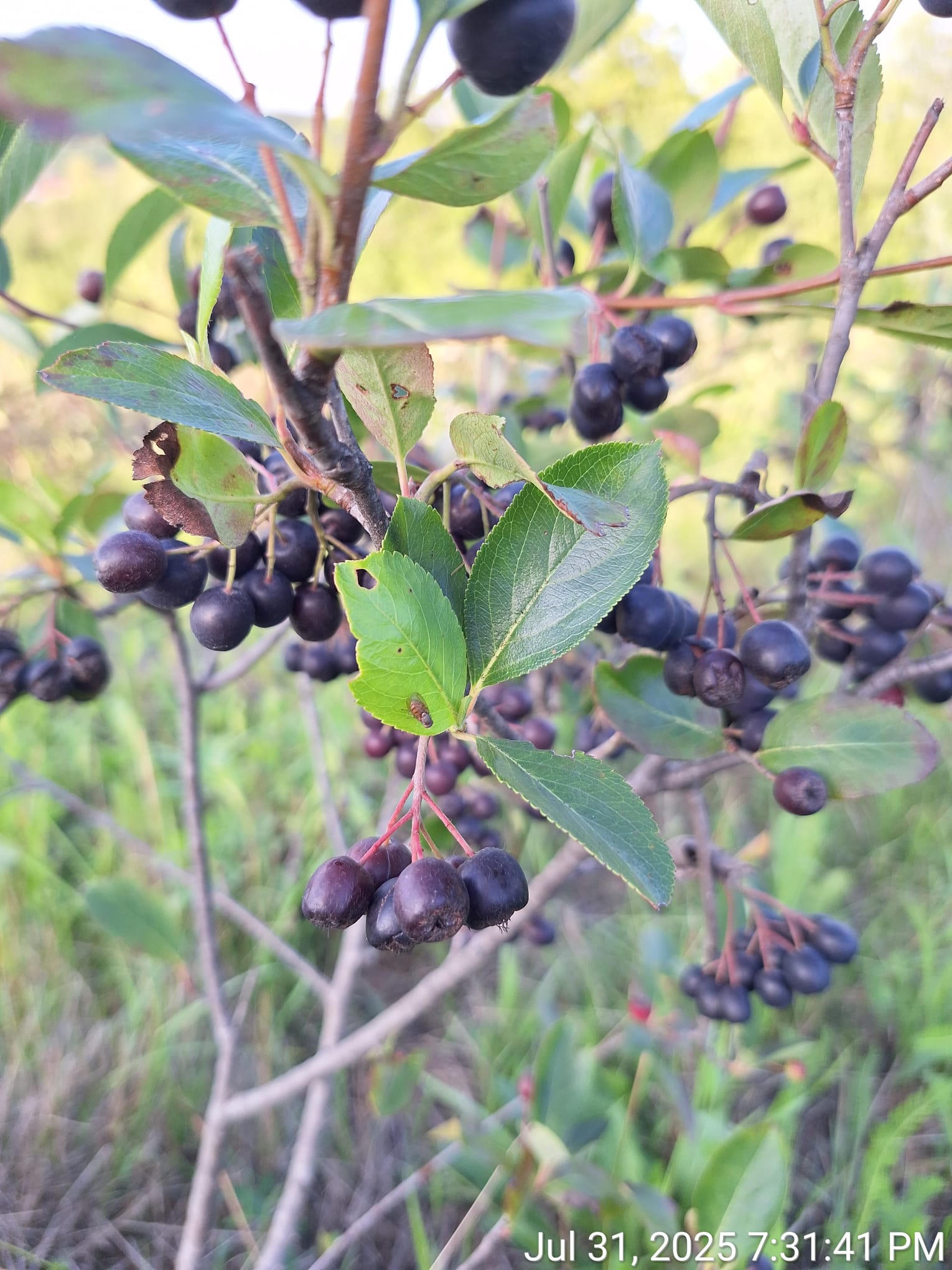 Aronia ecologică pentru procesare