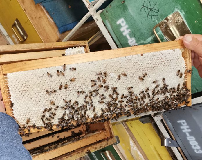 Șapte tone de miere bio polifloră produsă în 2025 așteaptă să fie procesată