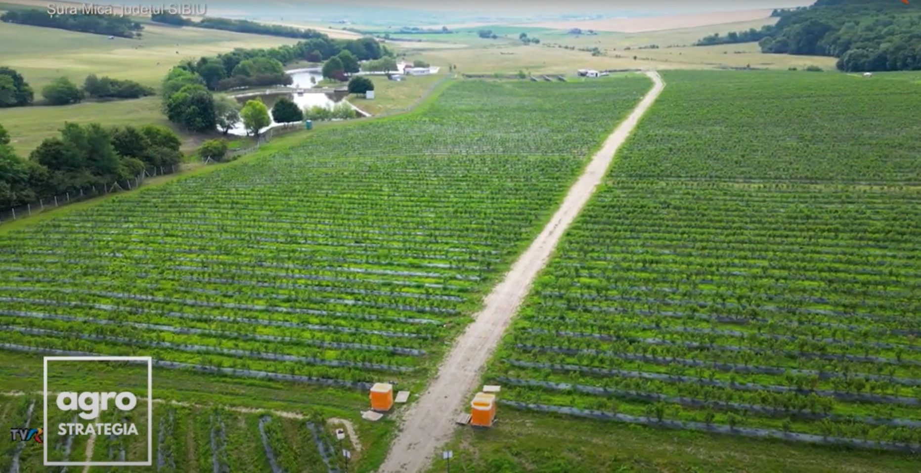 Plantatia de afine BIO, Ideal Biofruits, Șura Mica, Sibiu