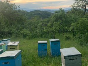 Miere din stupină certificată ecologic