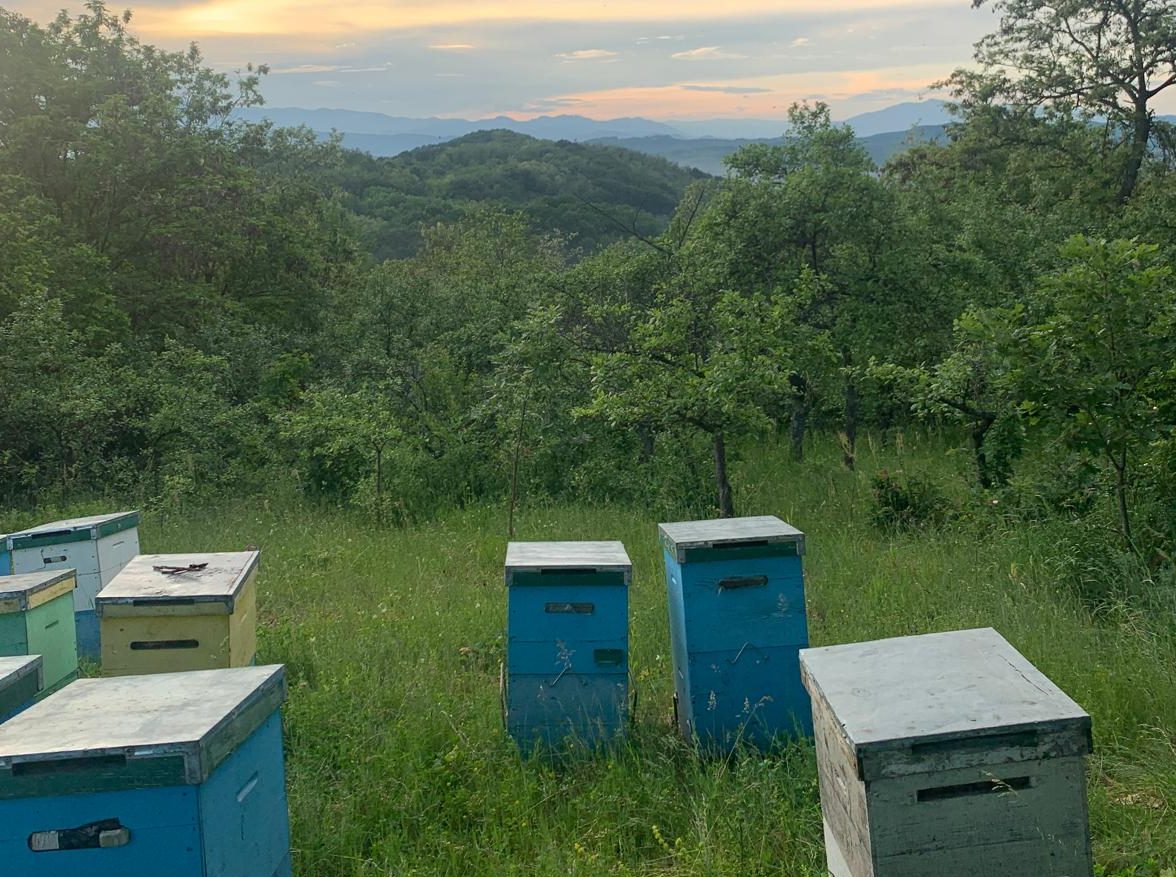 Miere din stupină certificată ecologic