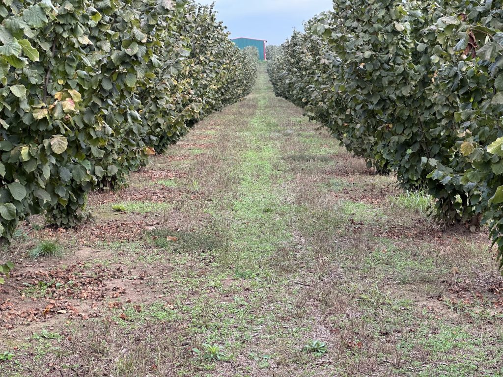 Livada ecologica aluni