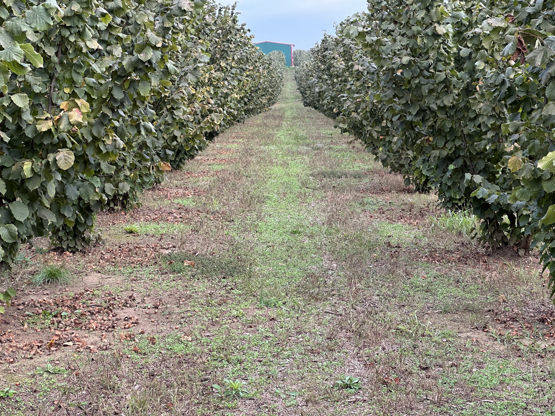 Livada ecologica aluni