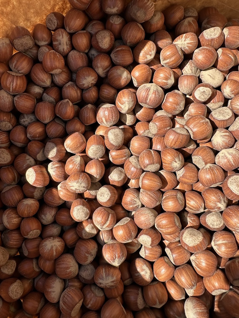 Alune de pădure ecologice soi Giffoni