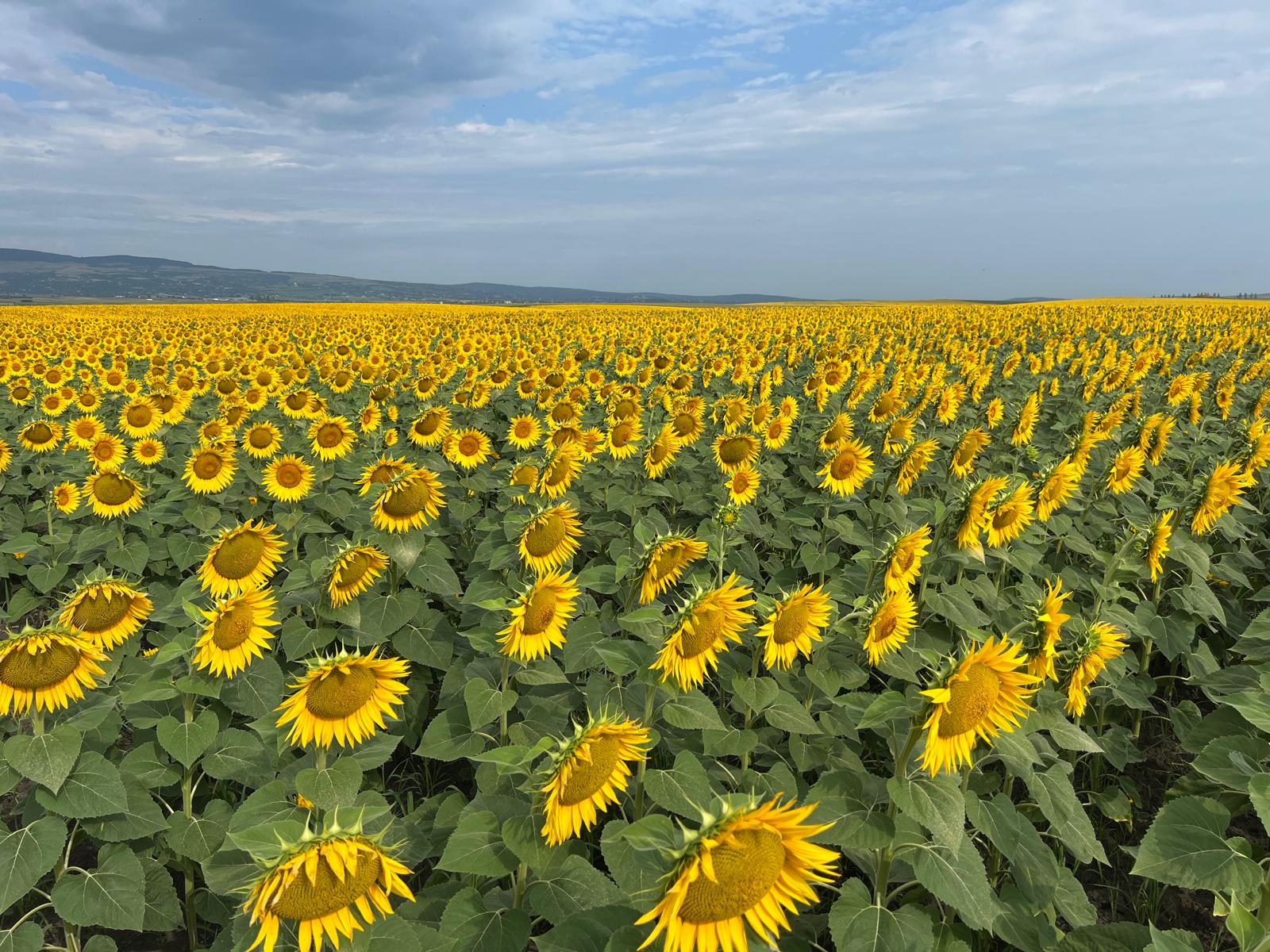 Grâu spelta, lupin ecologic în Vlădeni, Iași – Orgapic S.R.L.
