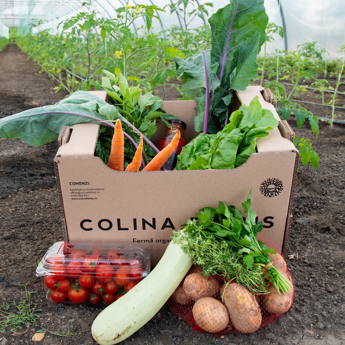 Morcovi, spanac ecologic în Vultureni, Cluj – Colina Farms S.R.L.