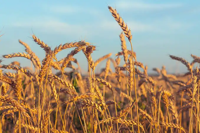 Distribuție, Export grâu, porumb, soia, grâu, porumb, soia ecologică în București – Holde Bio S.R.L.