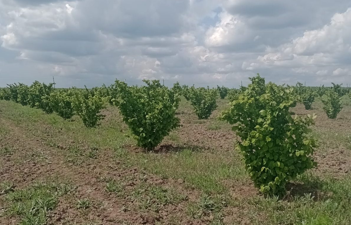 Alune bio în Poboru, Olt – Narcisa Carmen & Nocciole S.R.L.