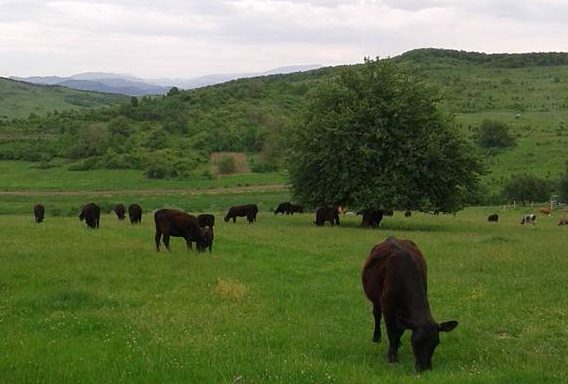 Fân de trifoi, semifân, fân de lucernă ecologică în Șintereag, Bistrița-Năsăud – Chișu Florina P.F.A.