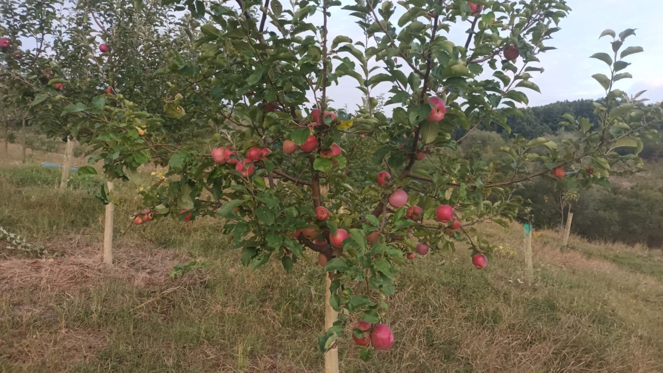 Mere, pere, prune, nuci, lucernă ecologică în Sinești, Vâlcea – Părăușanu Ionuț