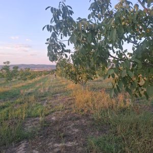 Eco Fruct Juglans S.R.L.
