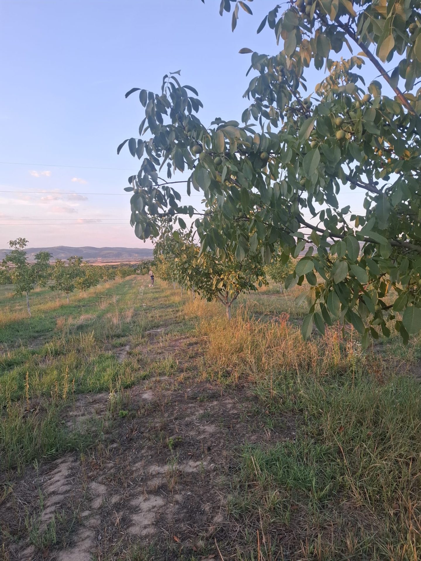 Producător ecologic în Neudorf, Arad – Eco Fruct Juglans S.R.L.