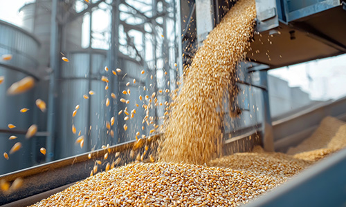 Distribuție grâu spelta, porumb, rapiță și soia ecologică – Seedsolutions S.R.L.