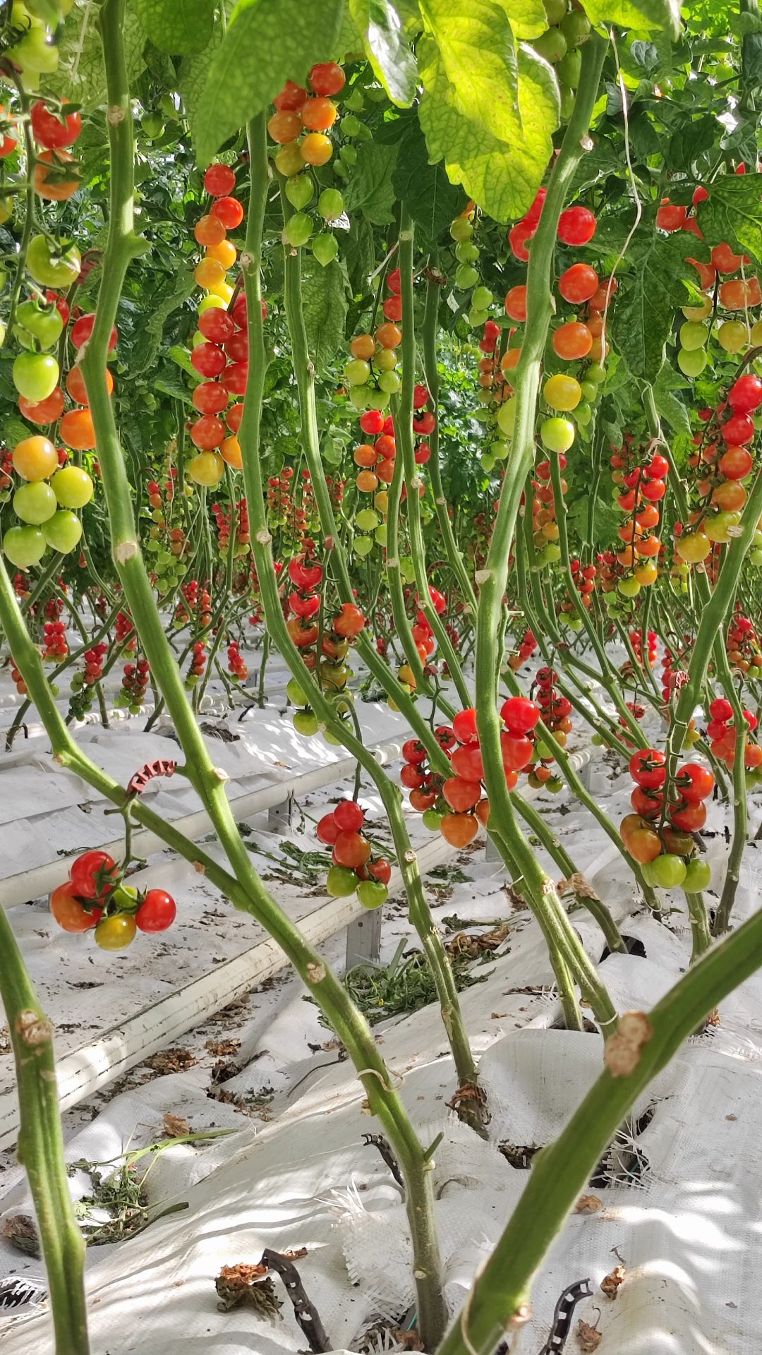 Rosii Cherry bio