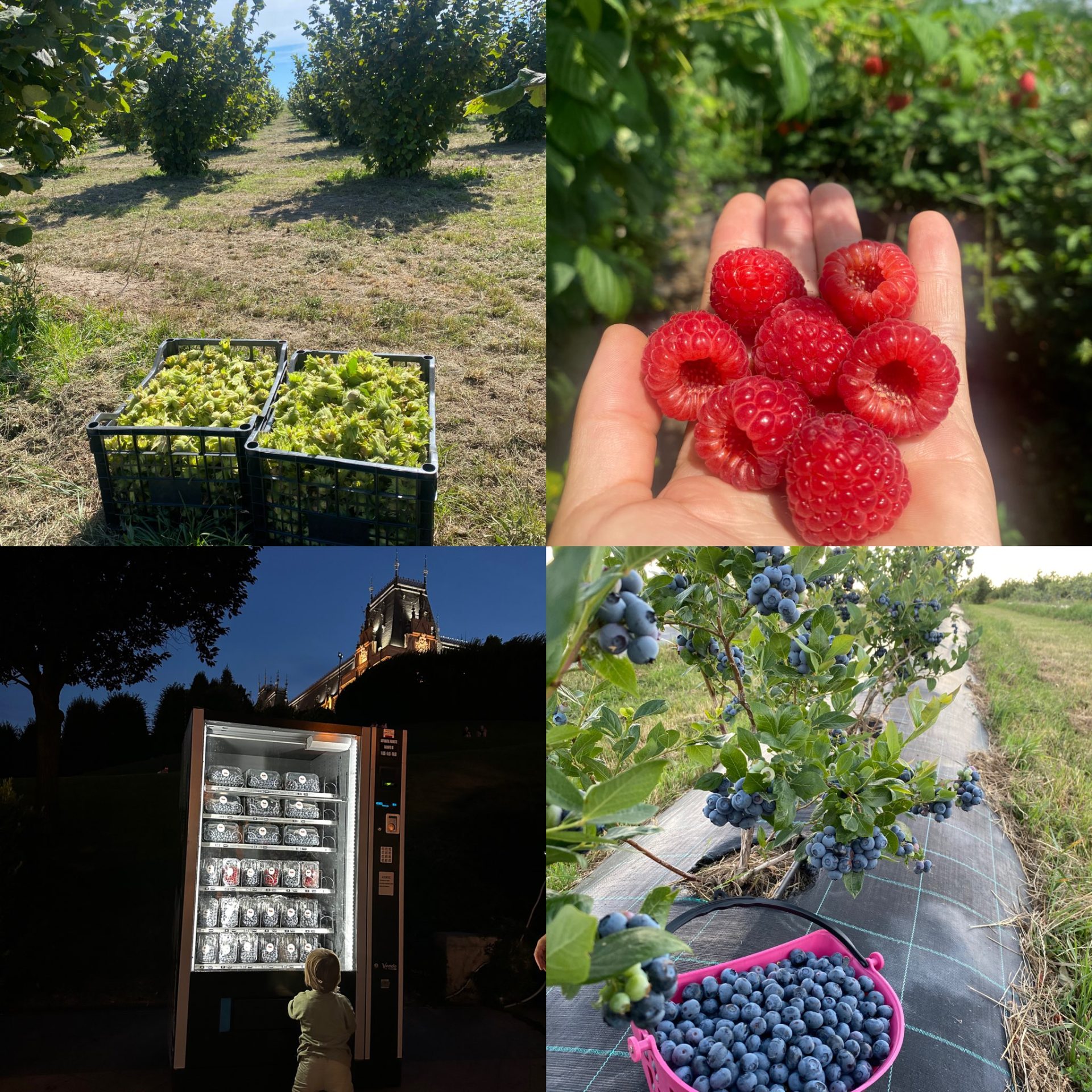 Producător ecologic în Crăcăoani, Neamț – Crynis N. C. Com S.R.L.