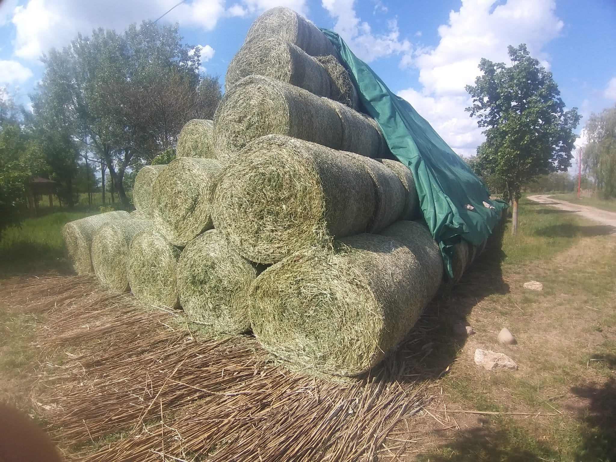 Baloti de lucerna ecologica. .