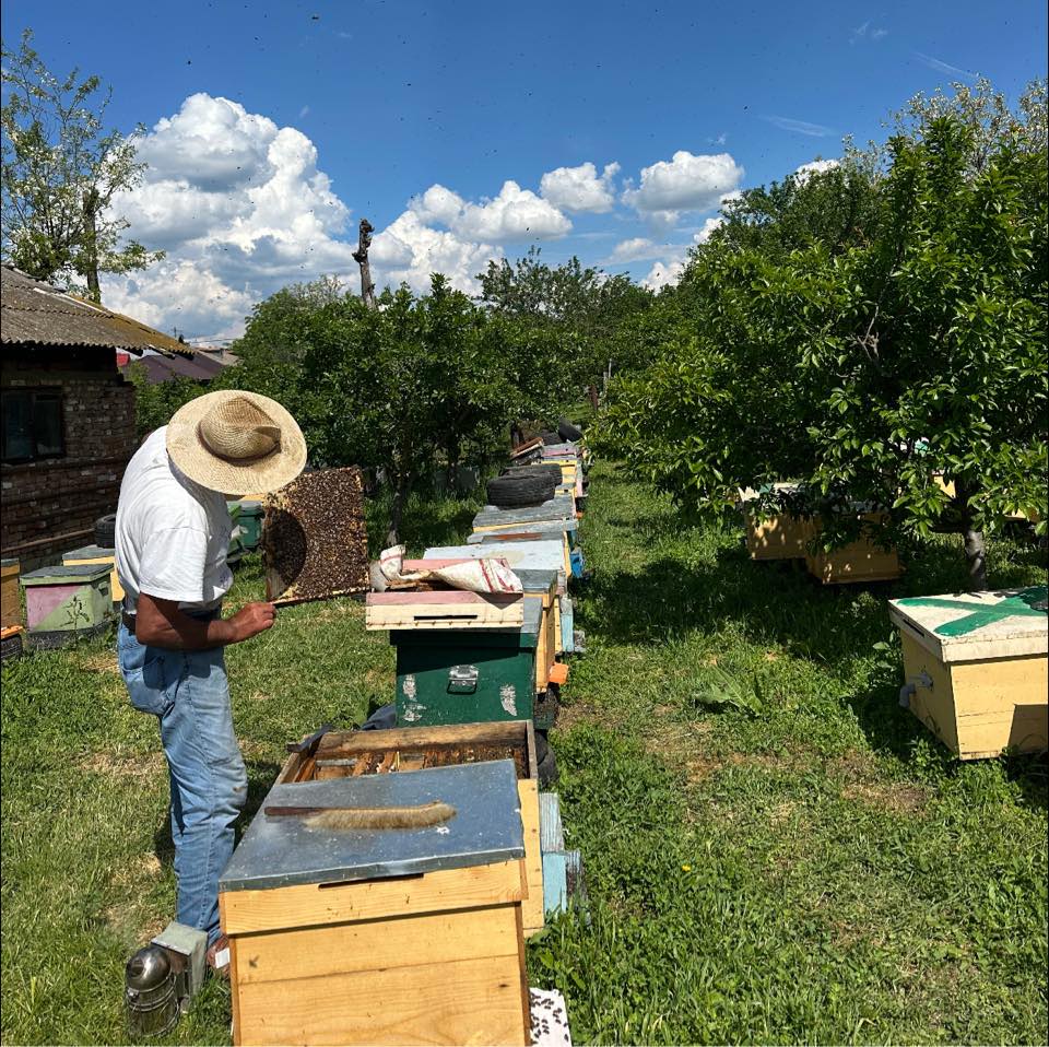 Miere ecologică în Bâscoveni, Teleorman – Mamaligan Adrian P.F.A.