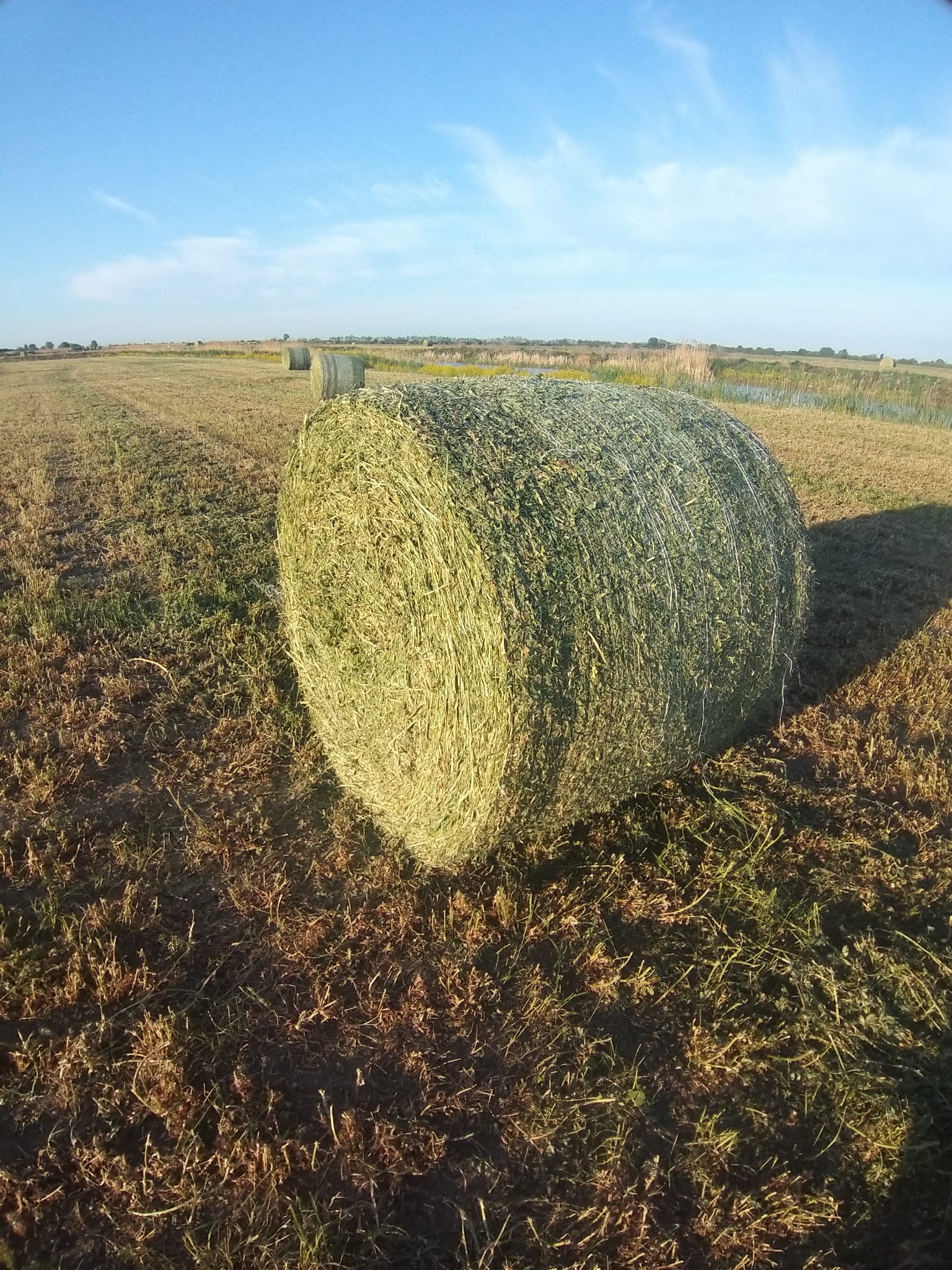 Baloti de lucerna ecologica , D=130 cm,L=120 cm ,greutatea 400 kg