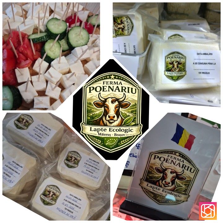 Vaci de lapte, Viței de lapte, Lapte de vacă, Lucernă ecologică în Măieruș, Brașov – Poenariu Marian I.I.