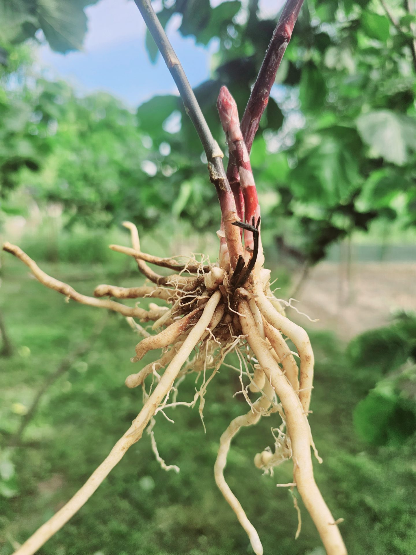Coroane de Sparanghel Mov