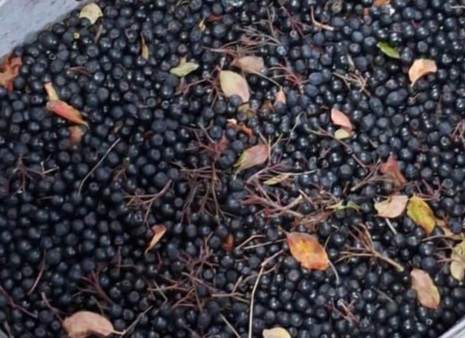 Fructe de Aronia ecologice