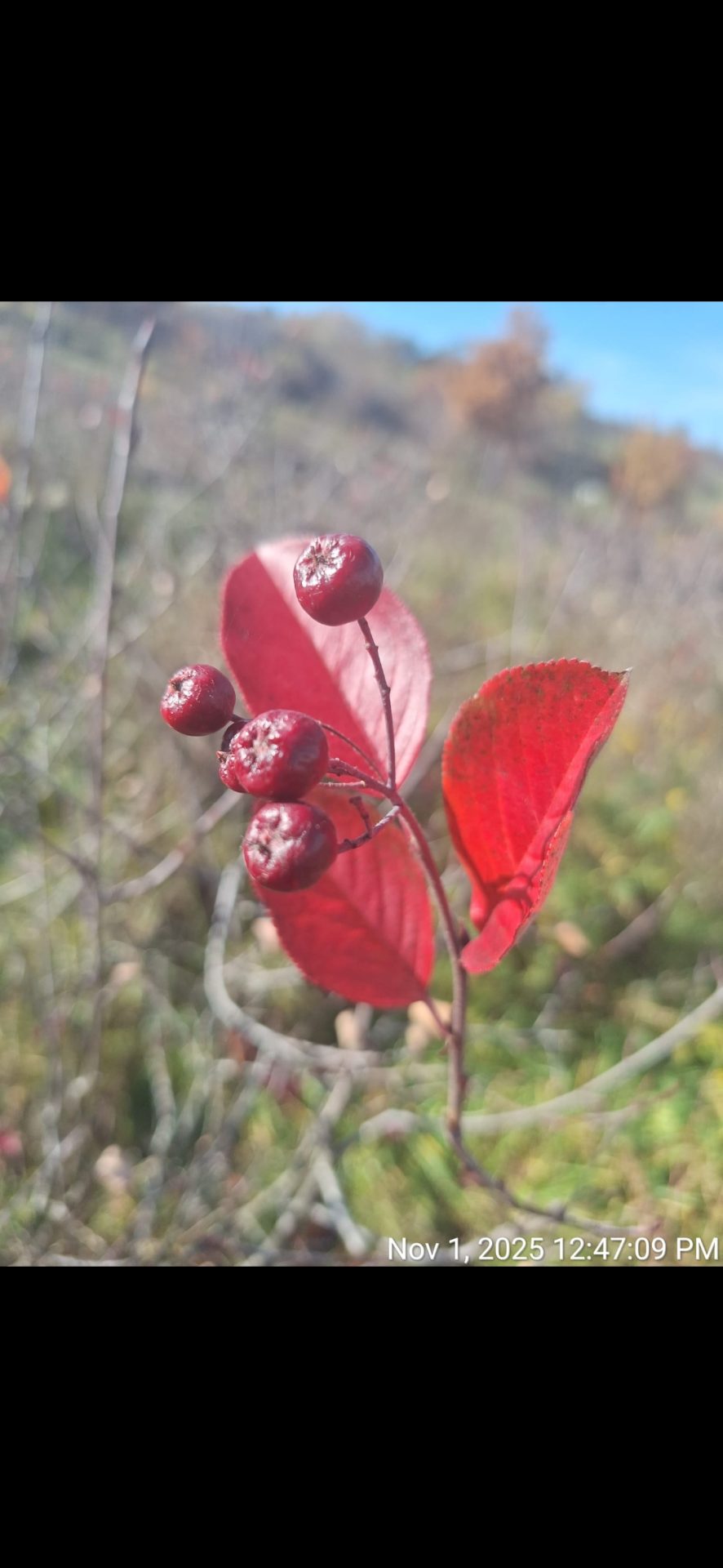 Aronia