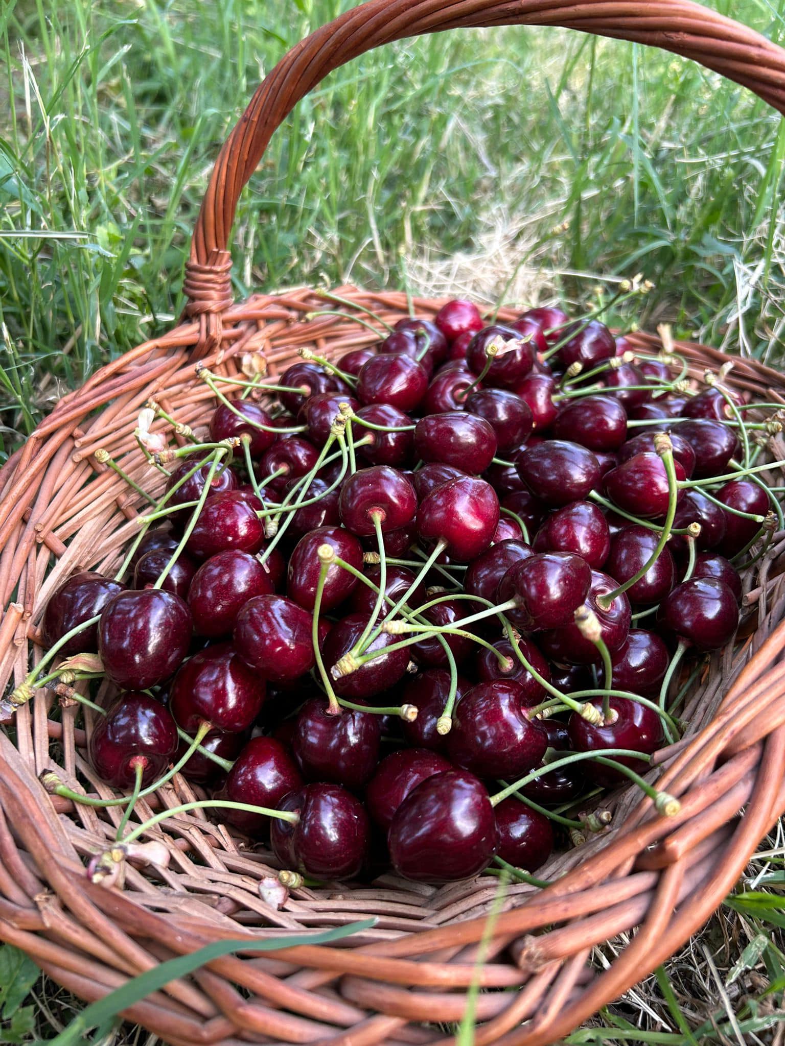 Cireșe ecologice în București – Ledz Ad S.R.L.