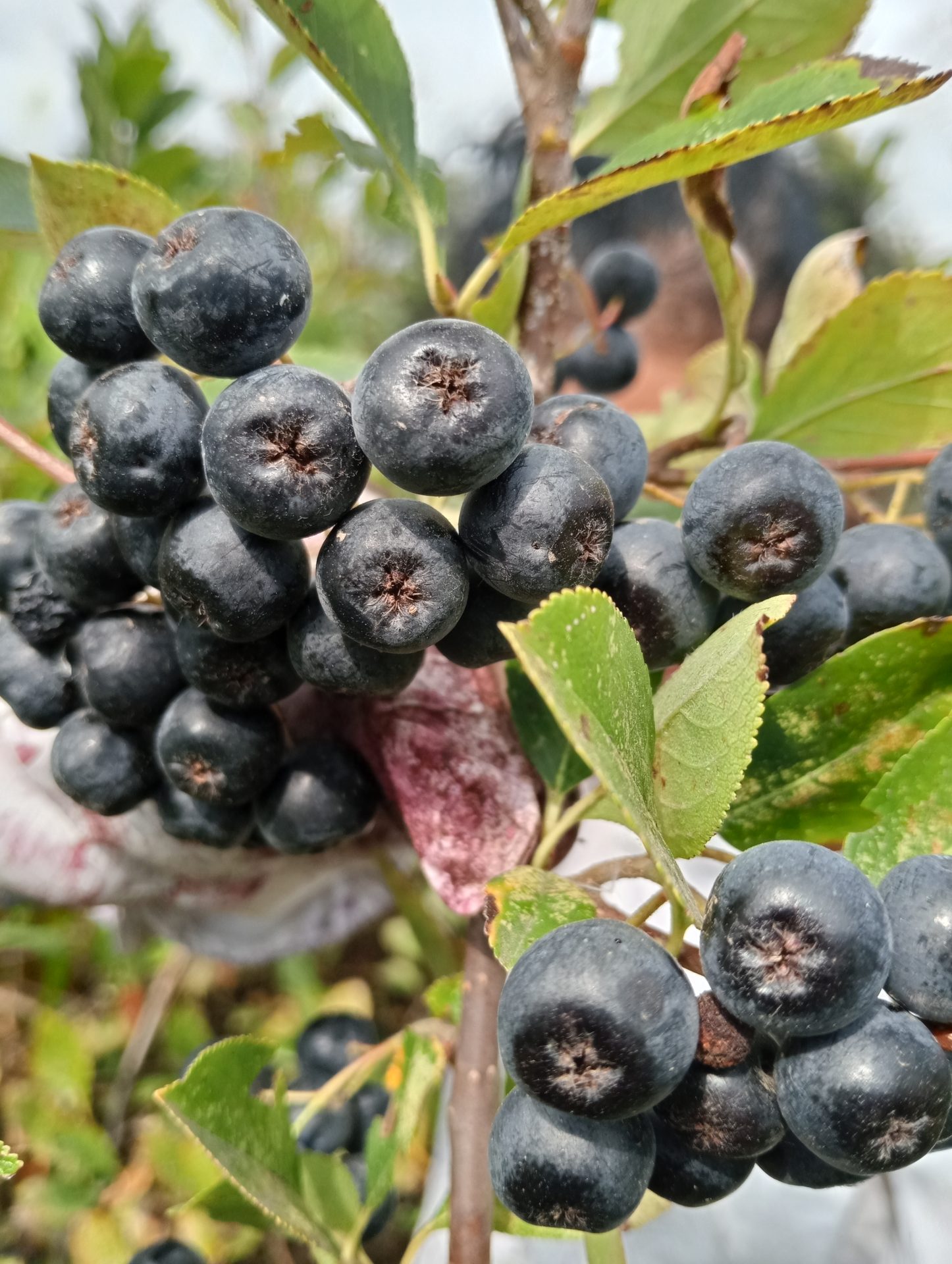 Fructe proaspete de aronia