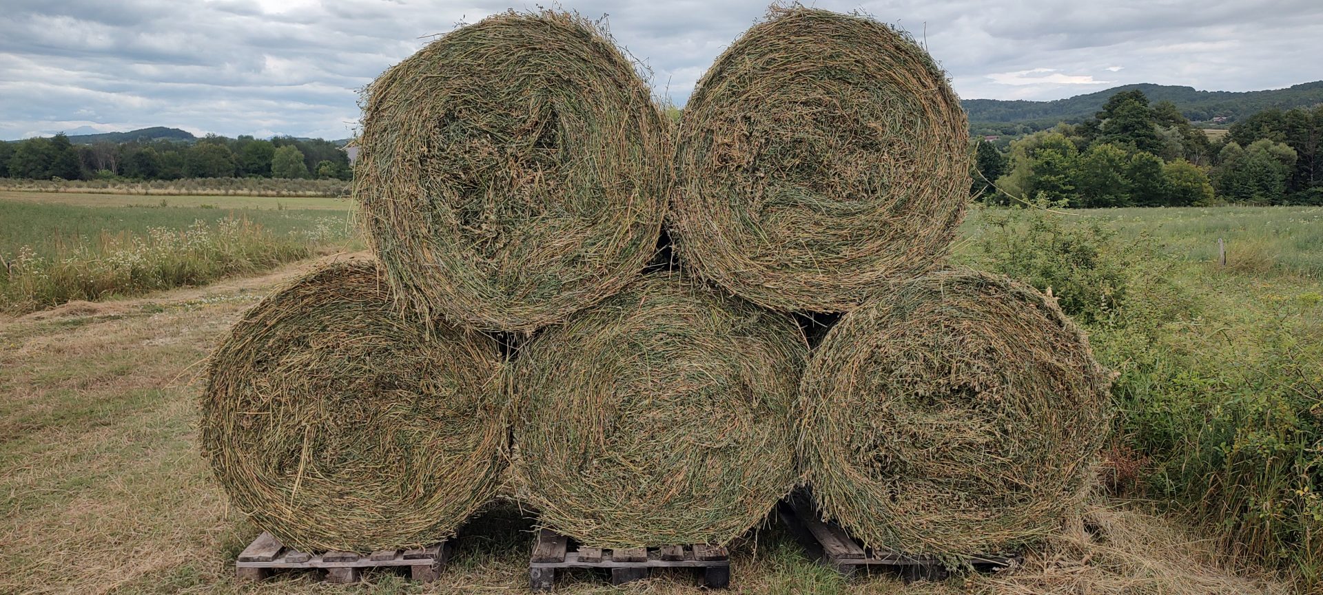 Lucerna Ecologica