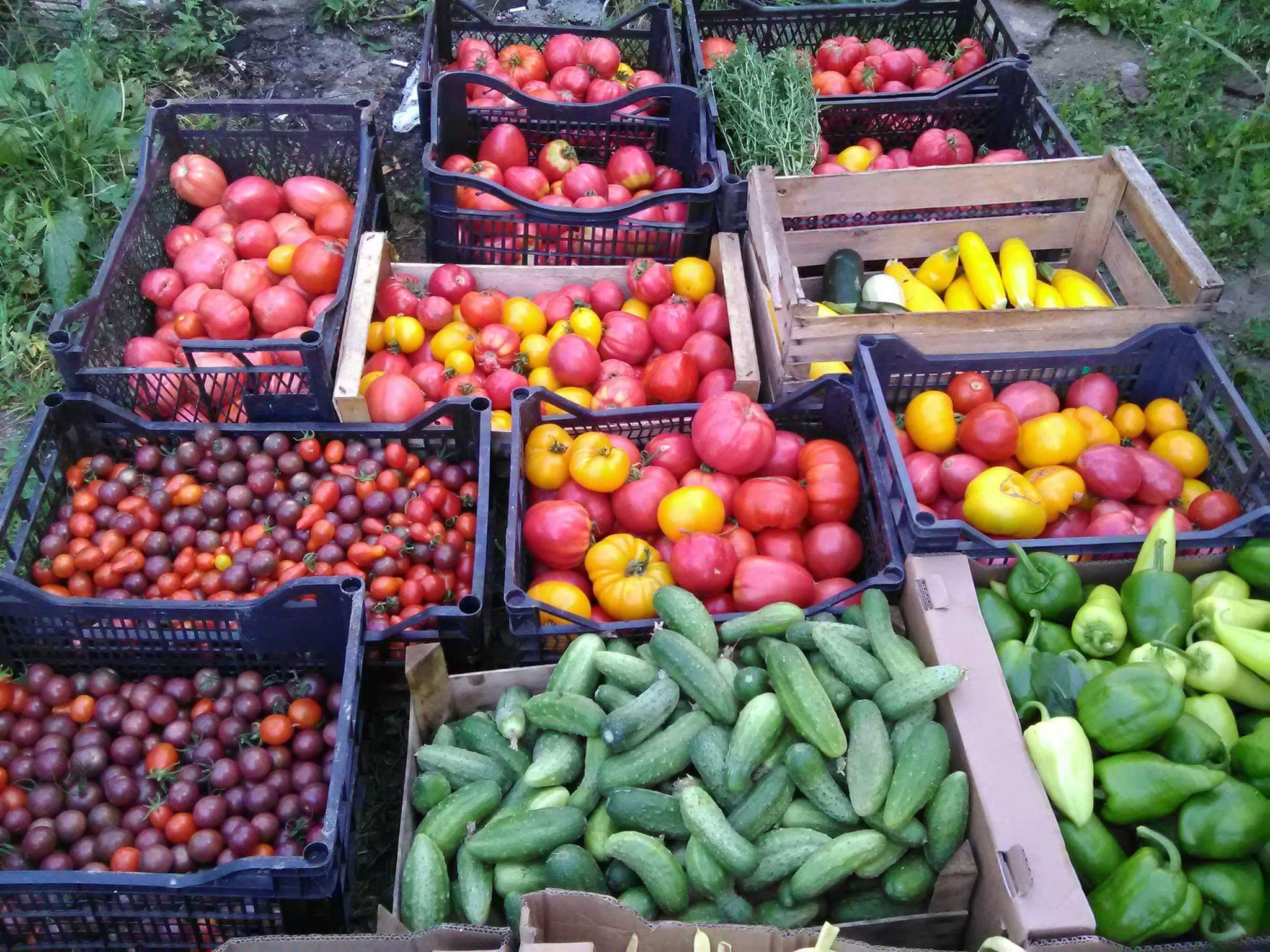 Salată verde, ceapă verde, usturoi verde, ridichi ecologice în Albota, Argeș – Greenspire S.R.L.