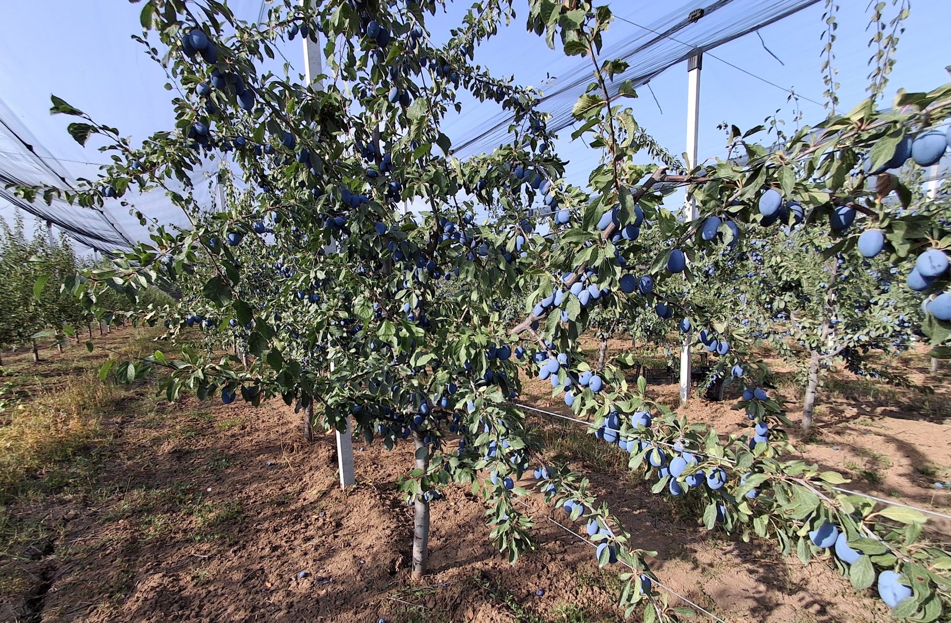Prune Stanley ecologice