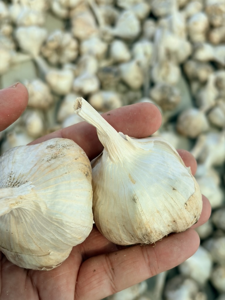 Usturoi românesc BIO