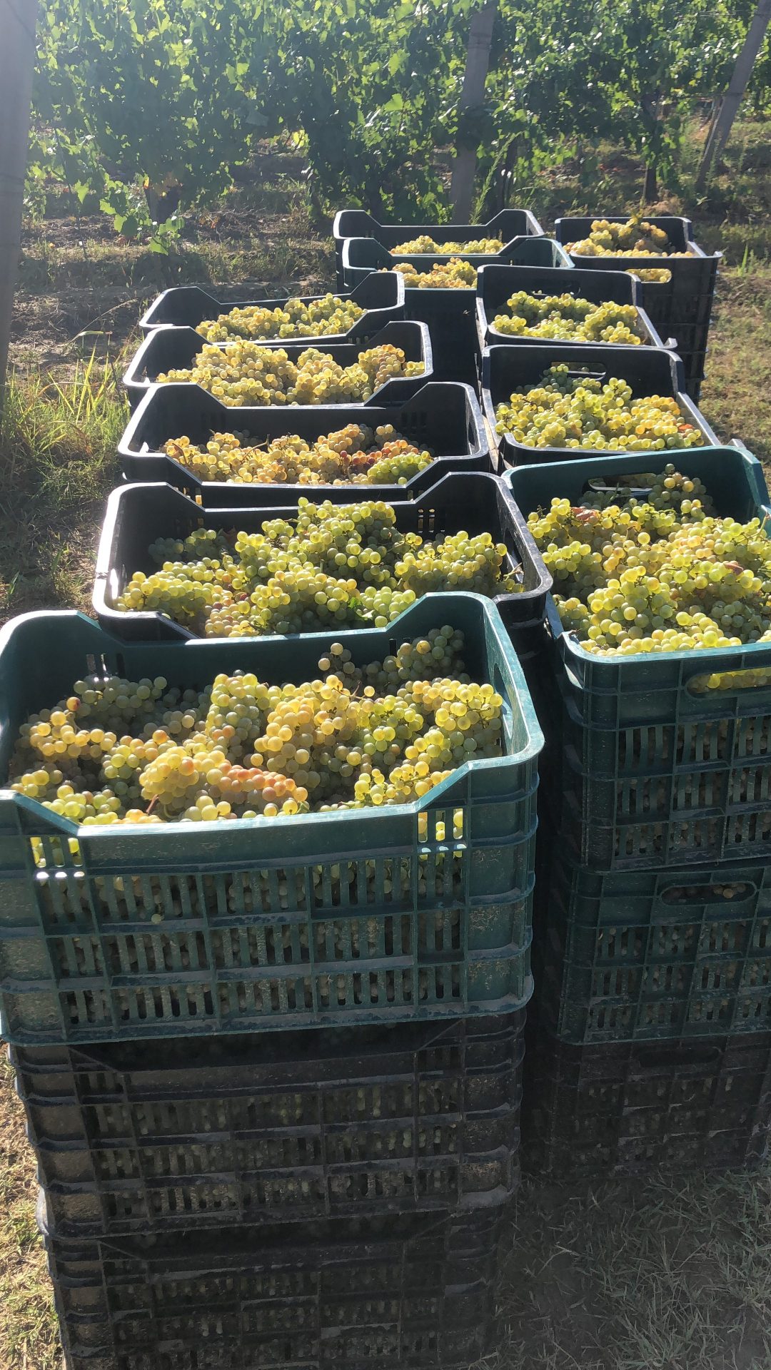 Struguri pentru vin, certificați ecologic