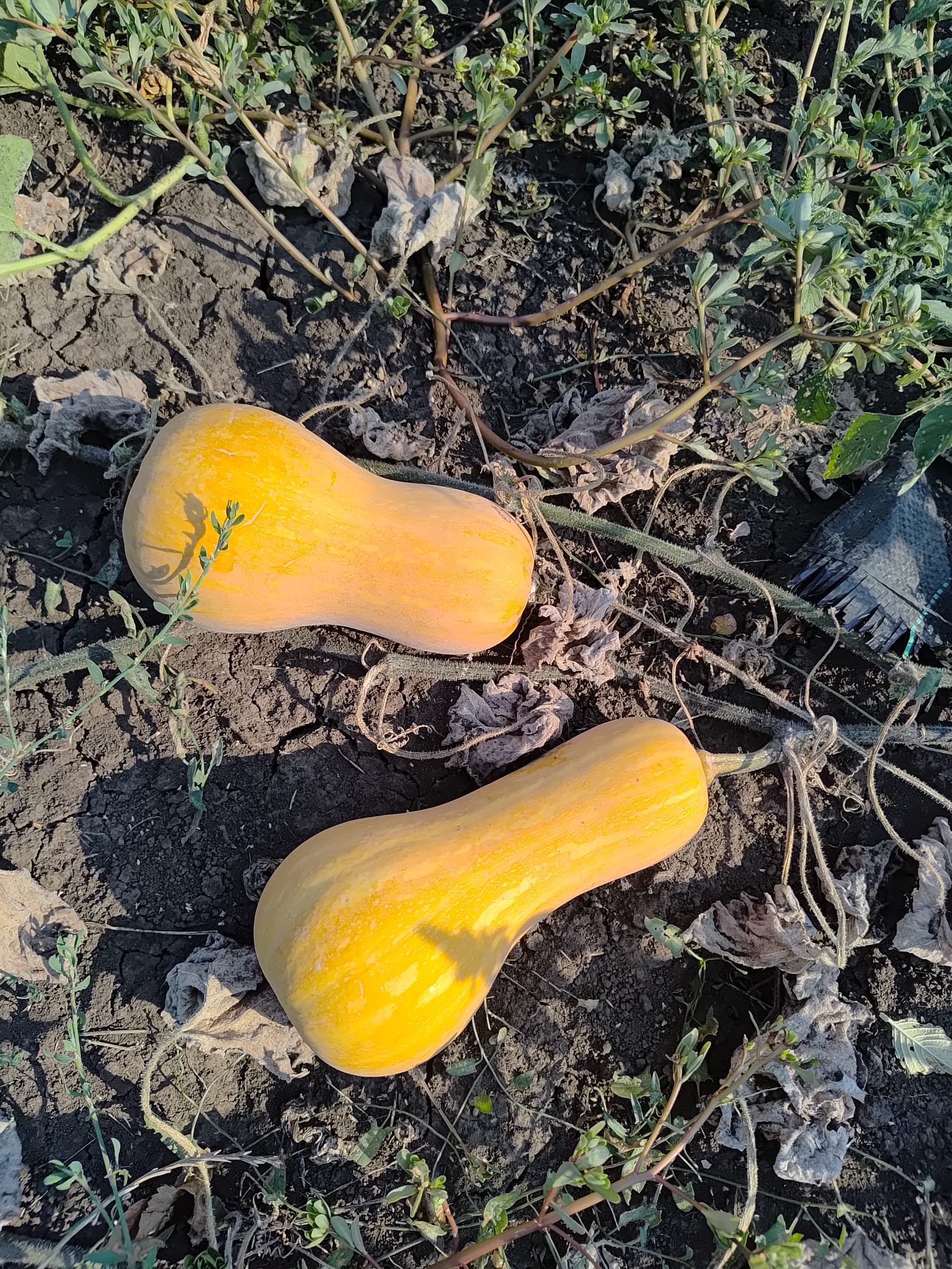 Mini Dovleac Honey Butternut