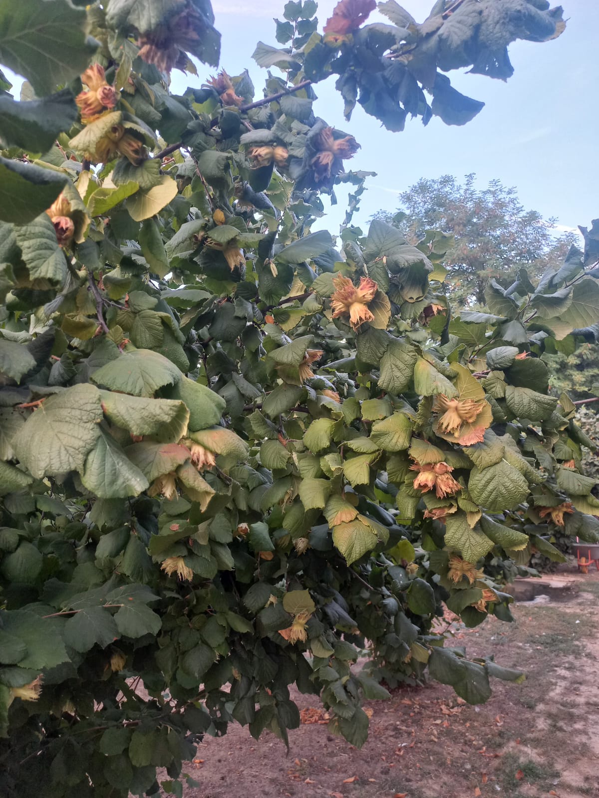 Alune bio în Brazi, Hunedoara – Pinapad Farm S.R.L.