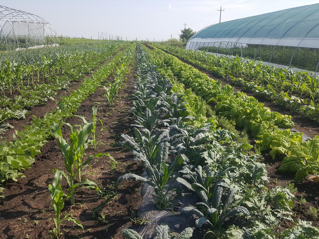 Legume ecologice produse in Romania