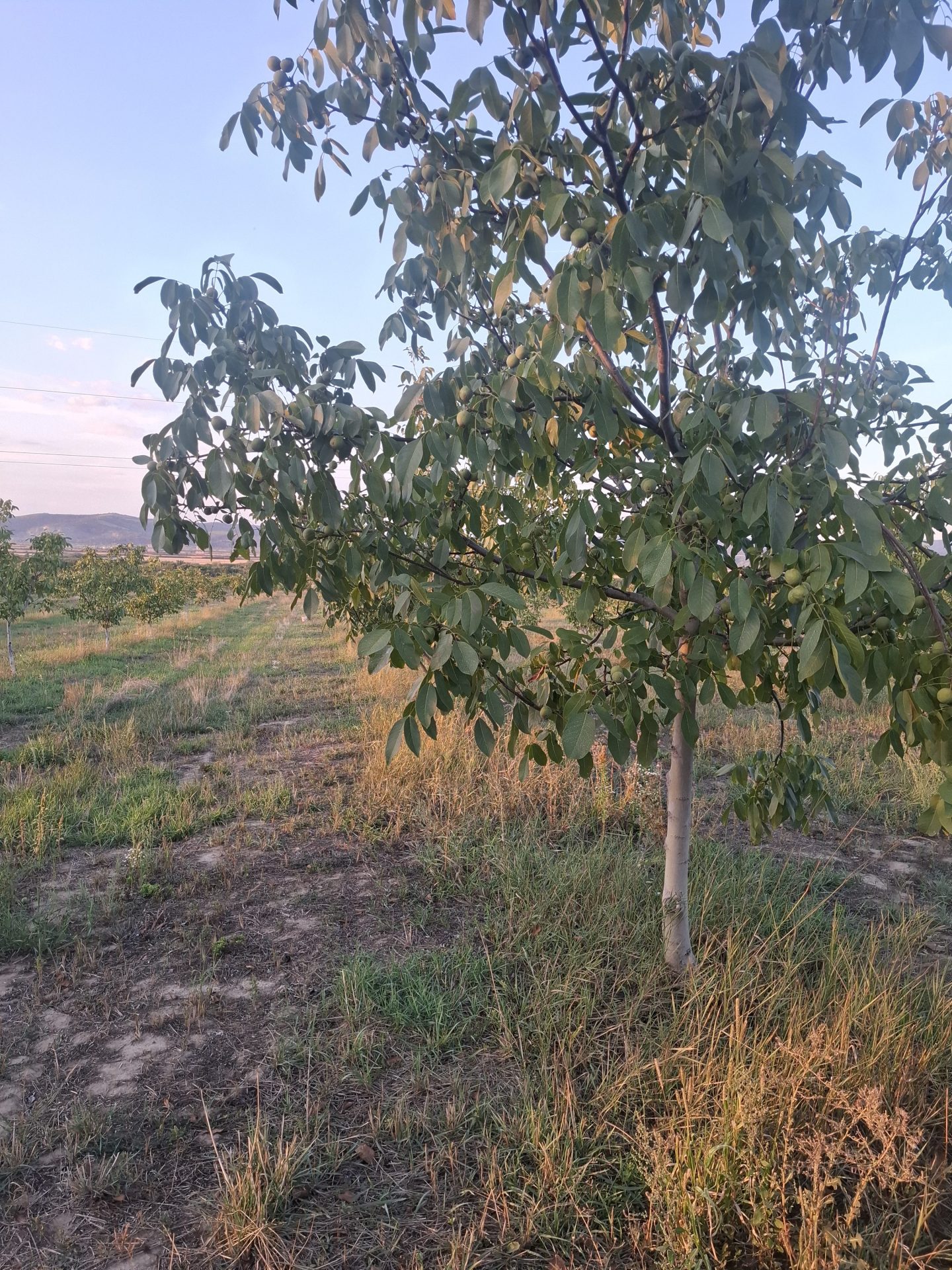 Nuci ecologice Lara, Fernor
