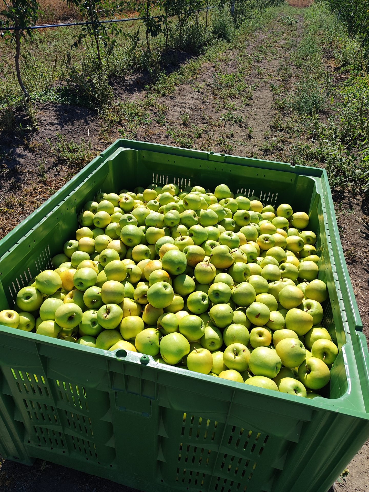Producător ecologic în Moravița, Timiș – Tagot Agro S.R.L.