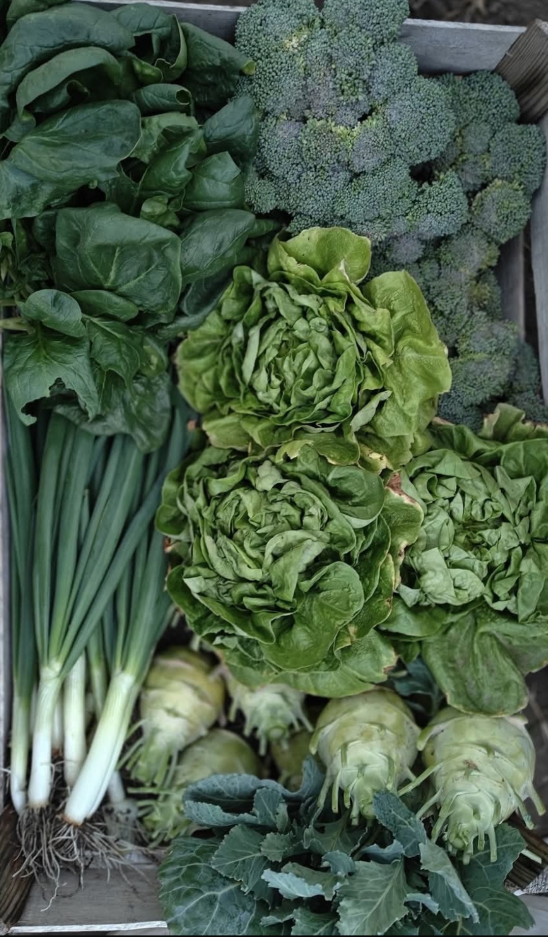 Roșii, ardei gras, pepeni verzi și legume bio în Aurel Vlaicu, Hunedoara – Legume Maria S.R.L.
