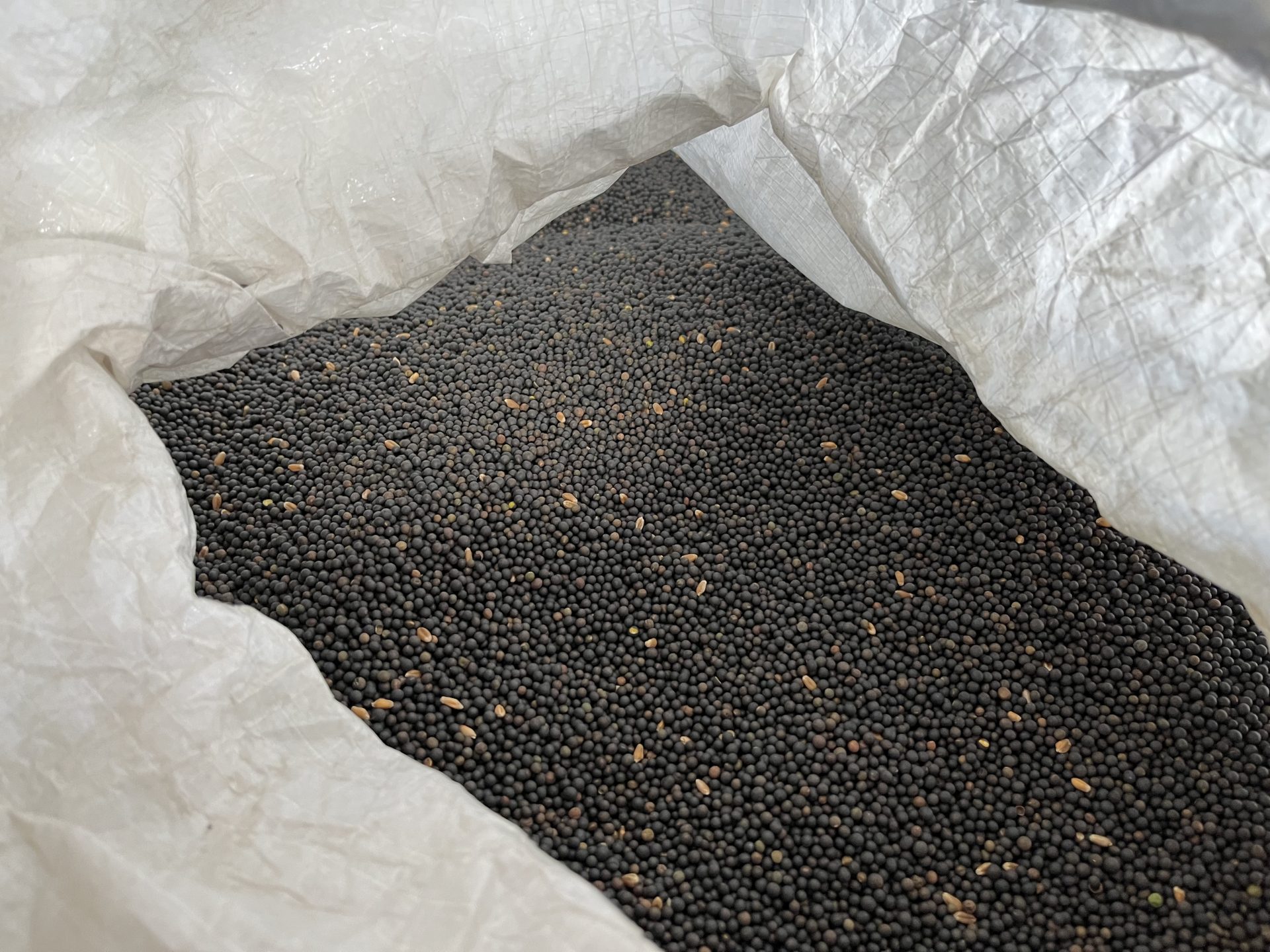 Grâu, floarea-soarelui, lucernă și soia ecologică în Uivar, Timiș – Polagro Prod S.R.L.