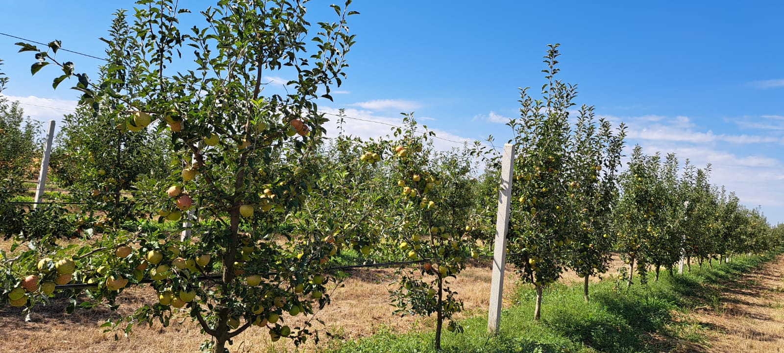 Prune, mere și pere bio în Bolvașnița, Caraș-Severin – Jumanca Petru