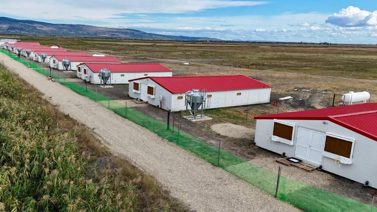Găini și ouă ecologice în Leleasca, Olt – Free Range Eco S.R.L.