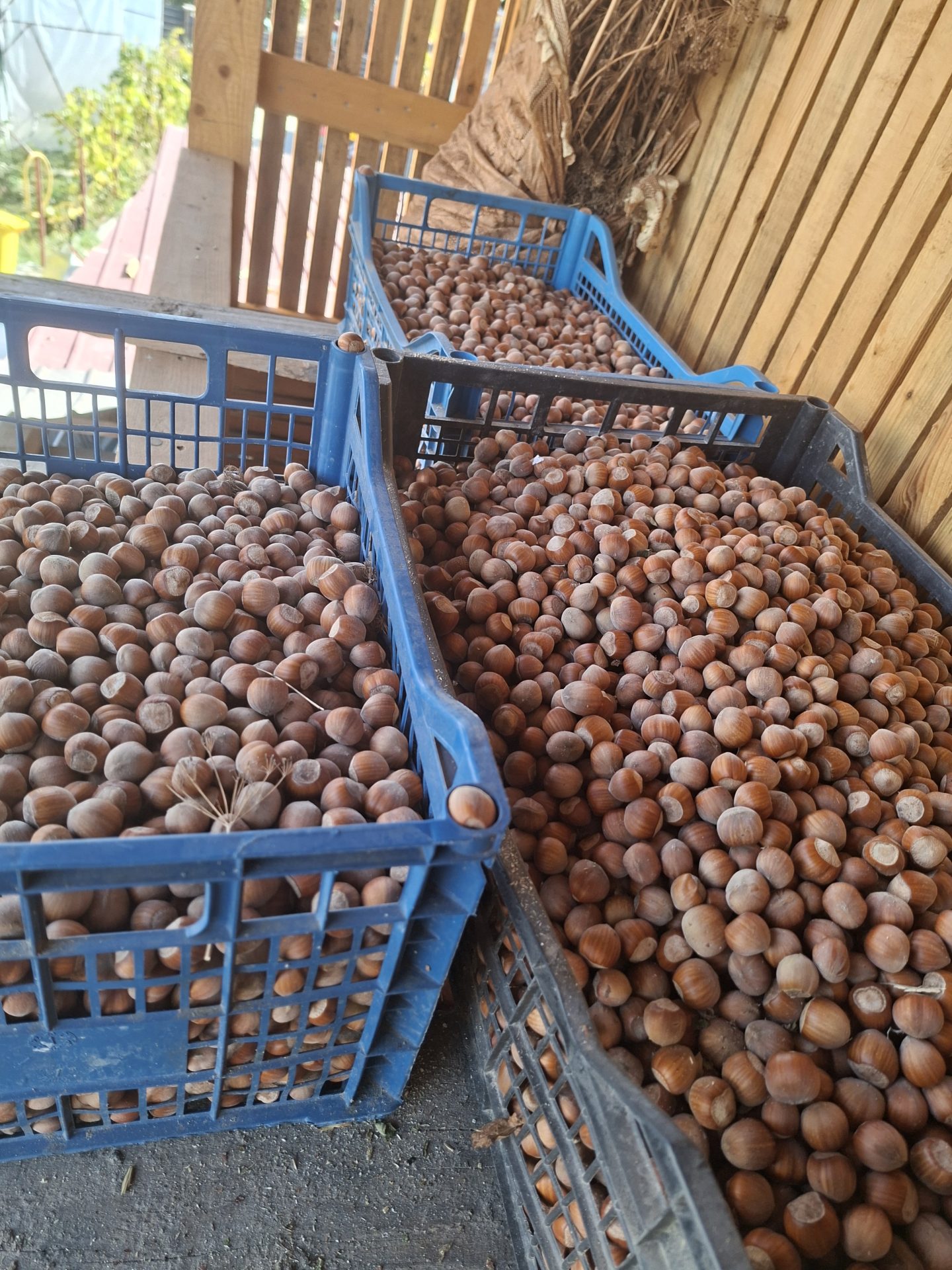 Producător ecologic în Sinești, Vâlcea – Darvarescu Dumitru Bogdan